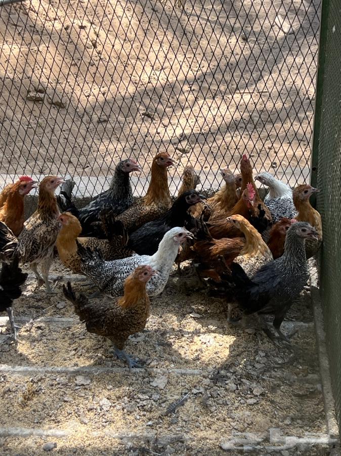 دجاج وديكة للبيع64593741799555114