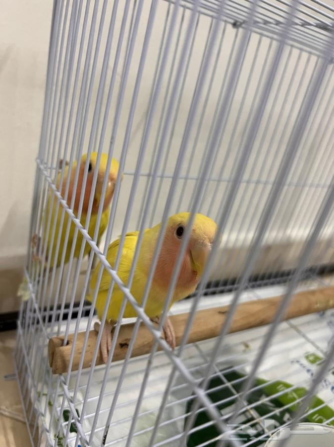 طيور روز لاتينو للبيع64593215941251113