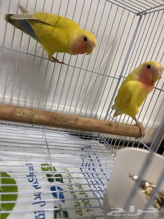 طيور روز لاتينو للبيع64593215941251112