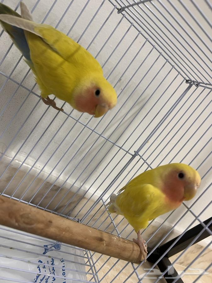 طيور روز لاتينو للبيع64593215941251111