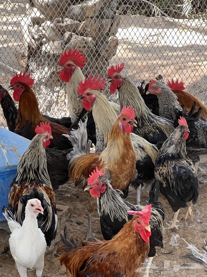 دجاج وديكة للبيع64593741799555113