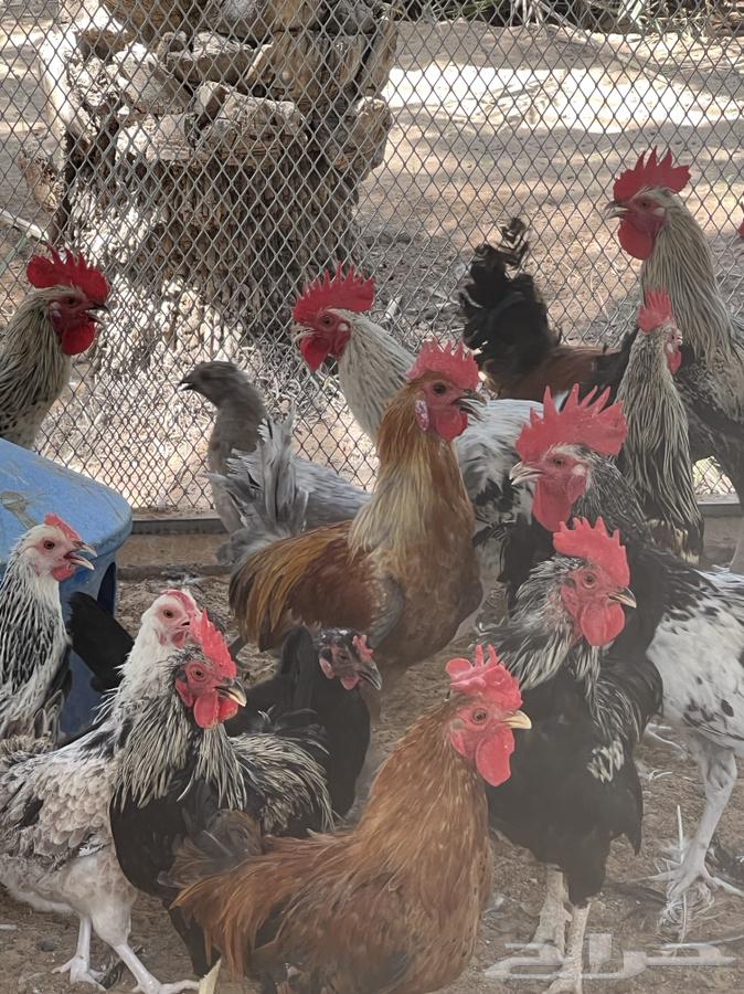 دجاج وديكة للبيع64593741799555110