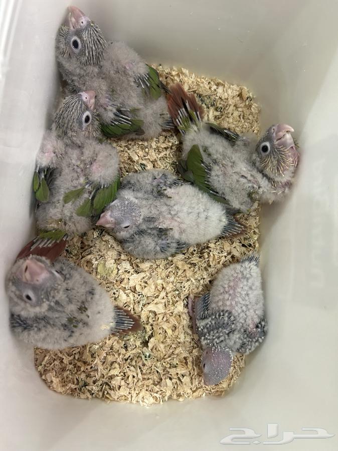 فروخ كنيور64590274870401111