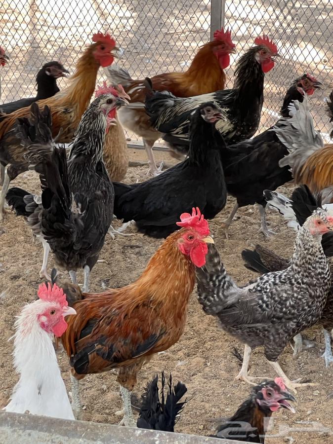 دجاج وديكة للبيع64593741799555111