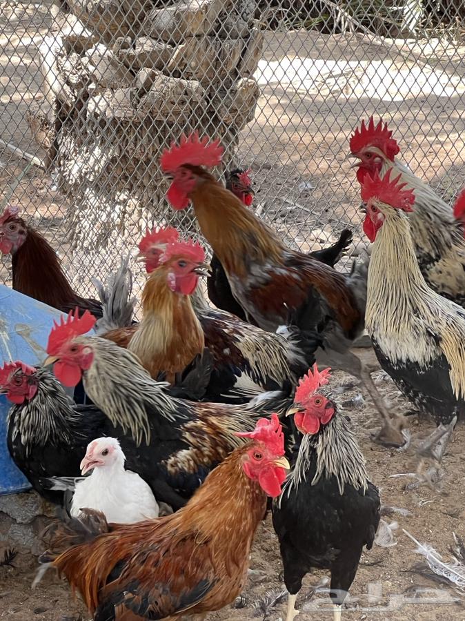 دجاج وديكة للبيع64593741799555112