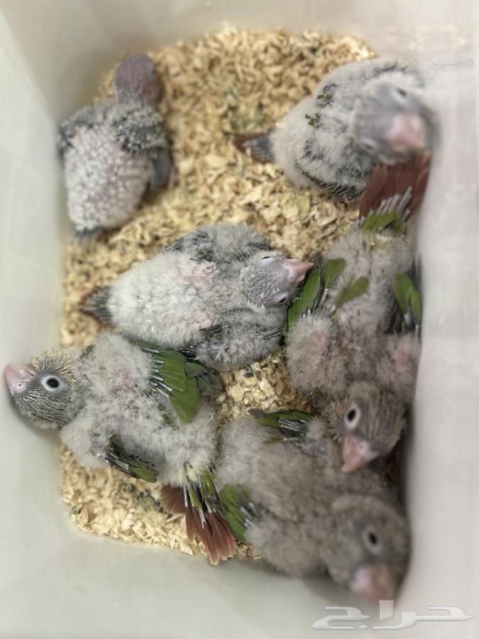 فروخ كنيور64590274870401110