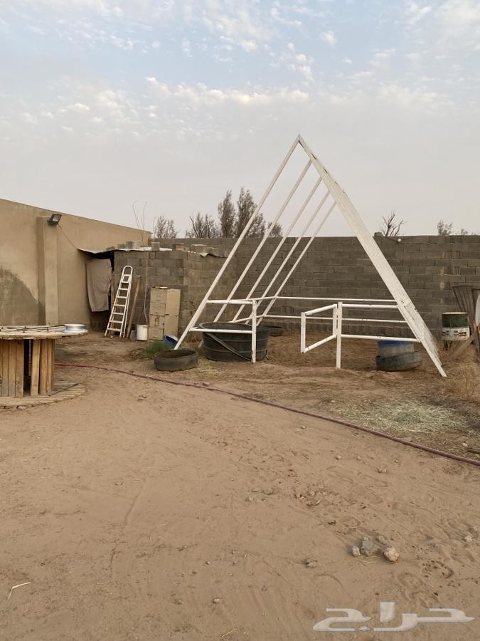 شبك شبه جديد قوي وتصميم جميل حصان نياق يصلح64591068738050110