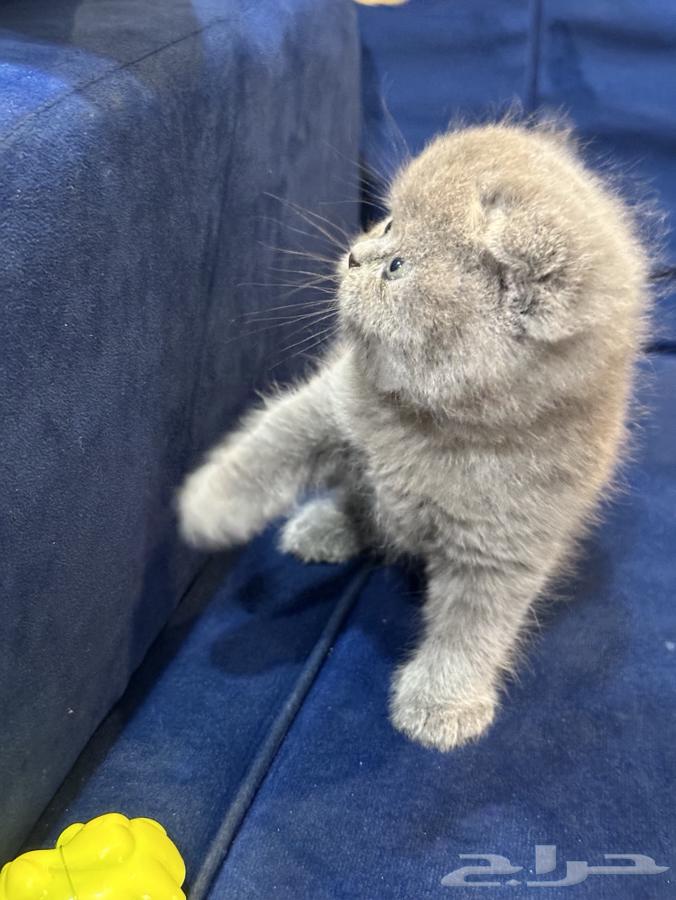 Kitten Scottish Fold64595586839937112