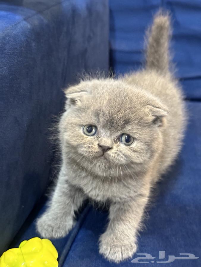 Kitten Scottish Fold64595586839937111