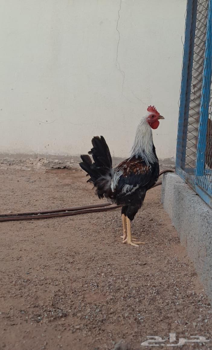 ديوك فري و شوكي64595193435009110