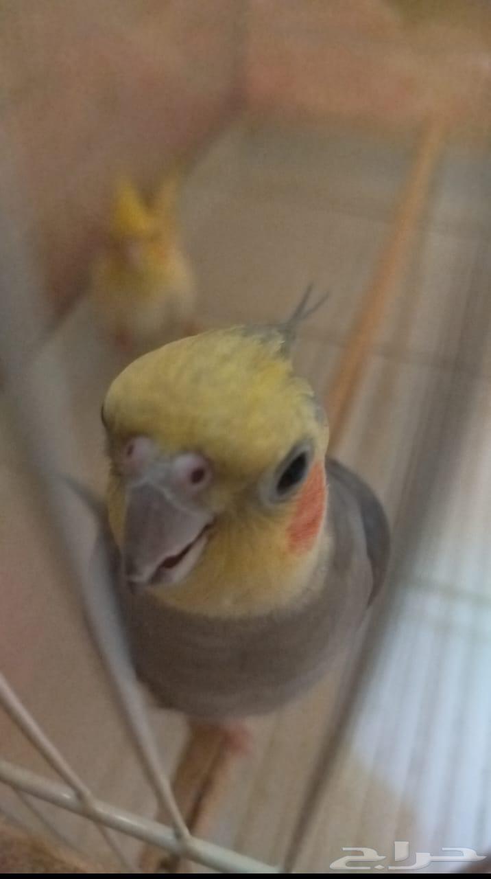 ذكر كروان حبشي اليف64591791835777112