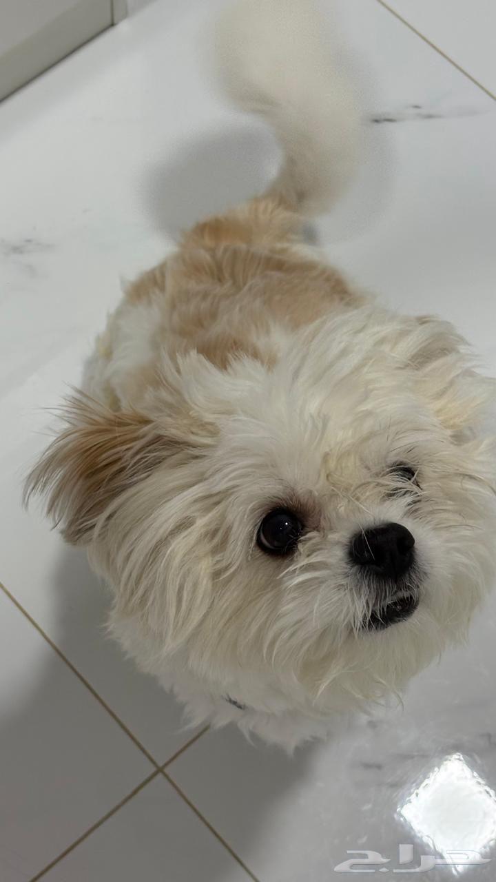 للبيع كلب نادر ( شيتزو )  .64595193364225111