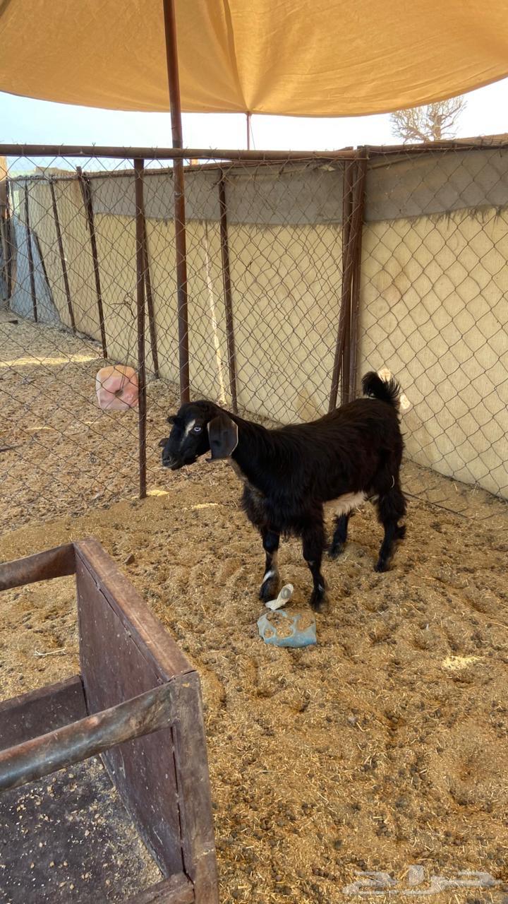 تيس بري ثلاجه فاخر شحححم مقفل يوجد سلخ وتوصيل64590114469635110