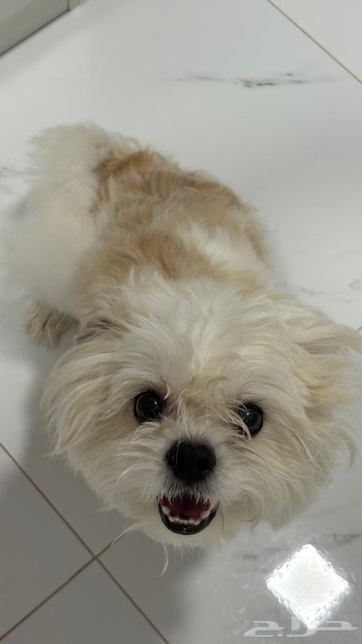 للبيع كلب نادر ( شيتزو )  .64595193364225112