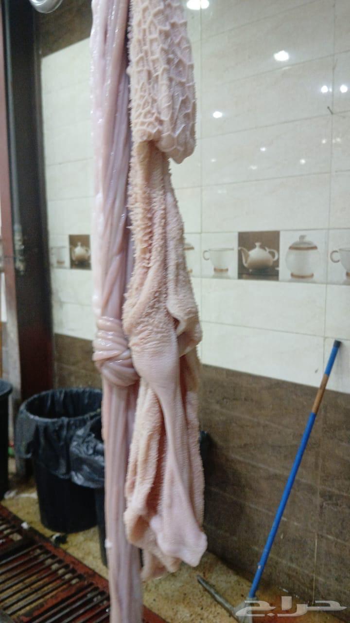 ذبائح للبيع64594466934275112