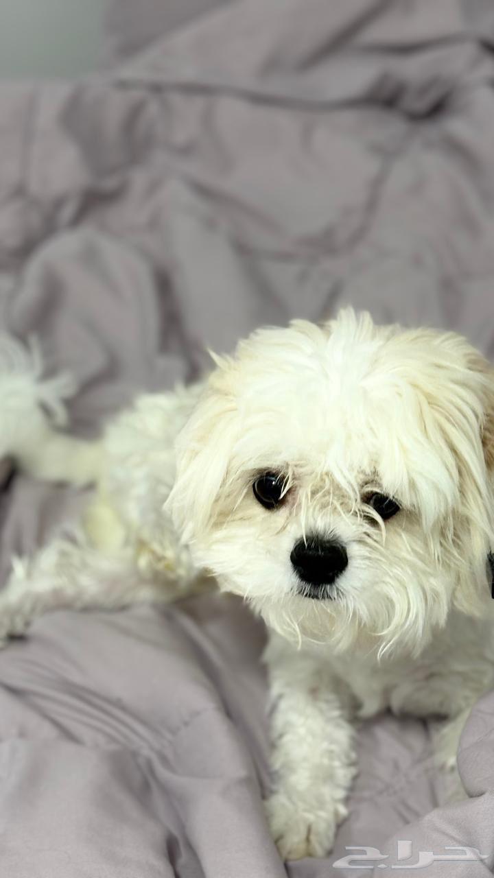 للبيع كلب نادر ( شيتزو )  .64595193364225110