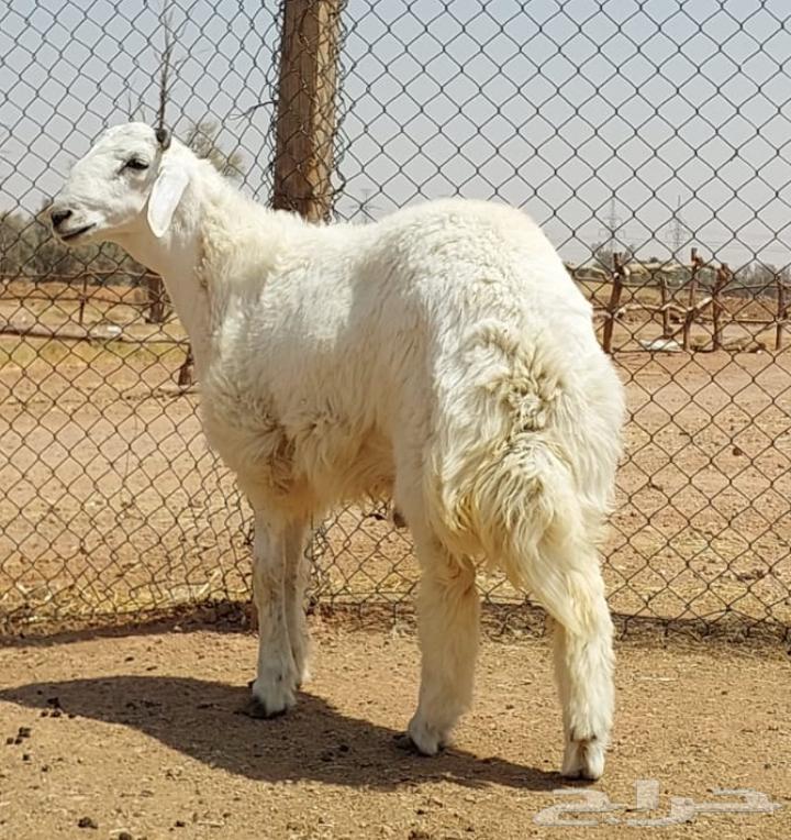 Naeem's Slaughters, Goats and Rams64591382999427111