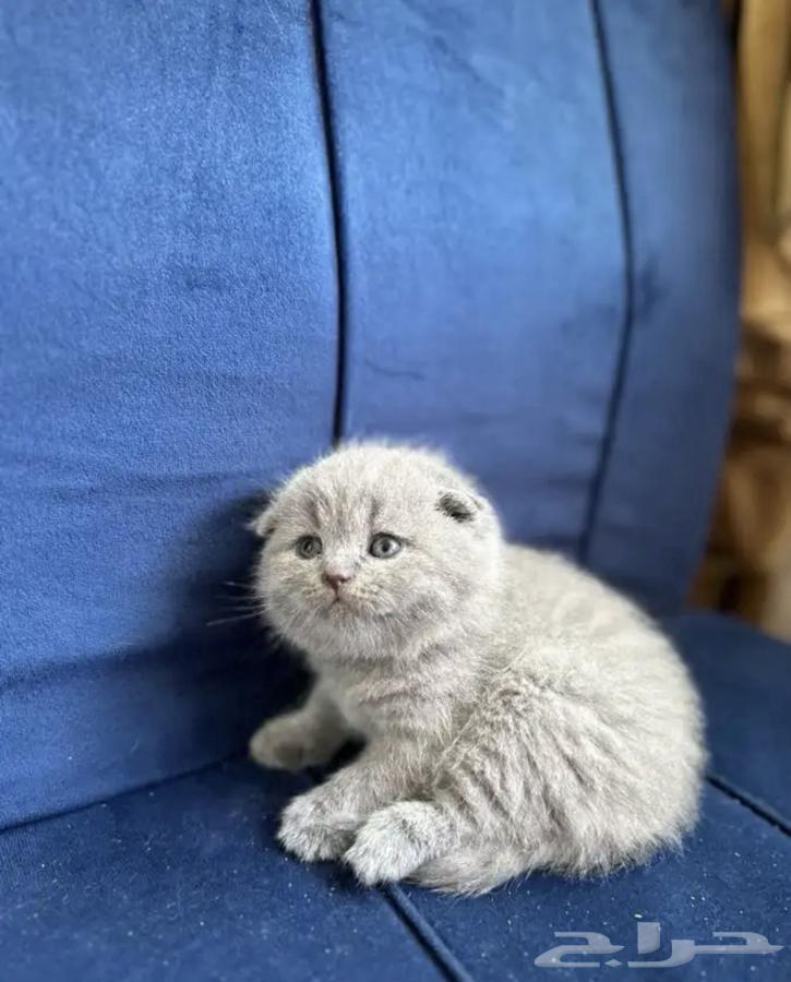 Kitten Scottish Fold64595586839937113