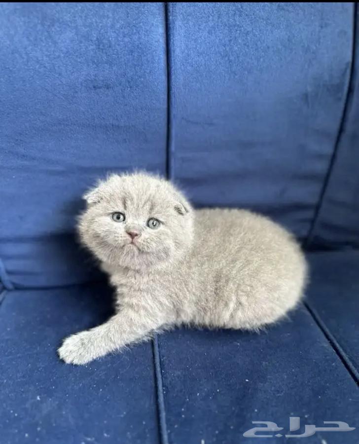 Kitten Scottish Fold64595586839937110