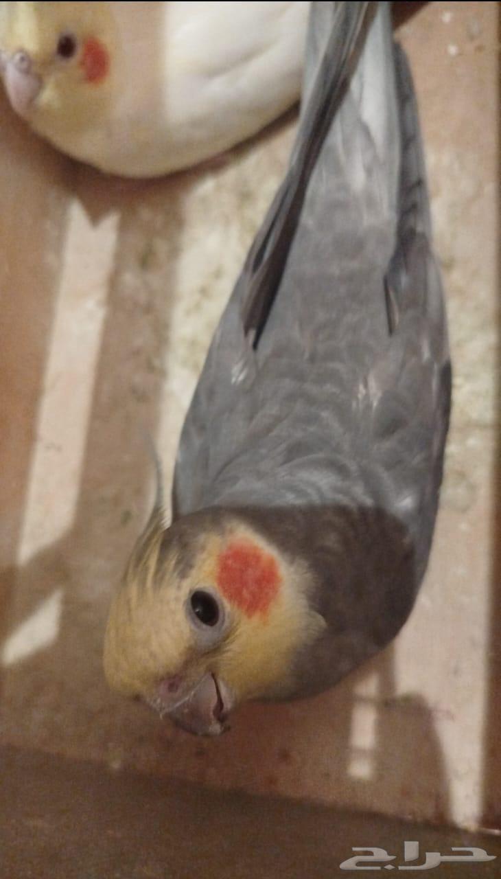 ذكر كروان حبشي اليف64591791835777113