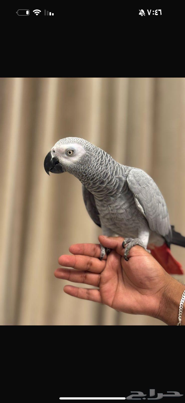 Cockatoo, gentle and talking64589253777155112