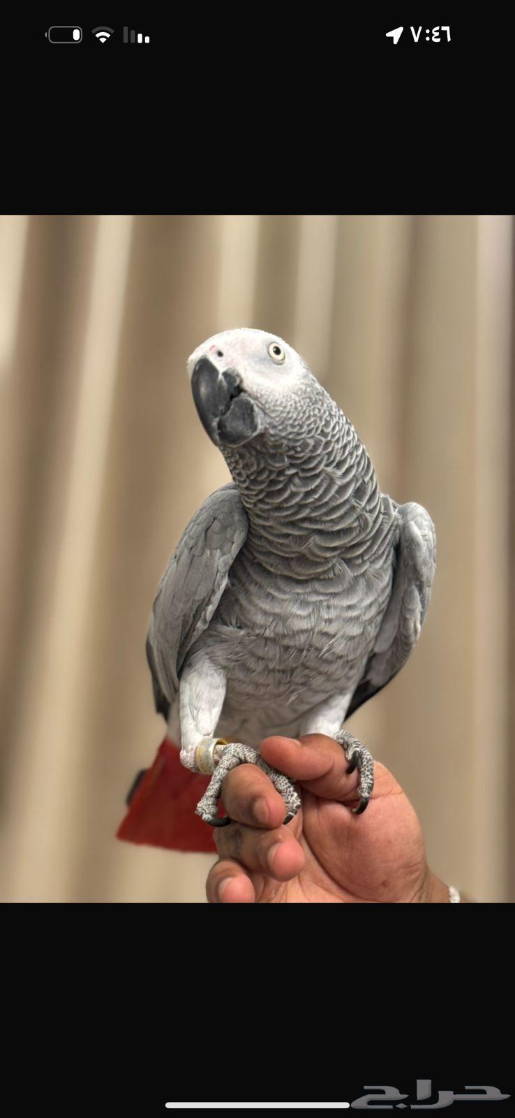 Cockatoo, gentle and talking64589253777155111