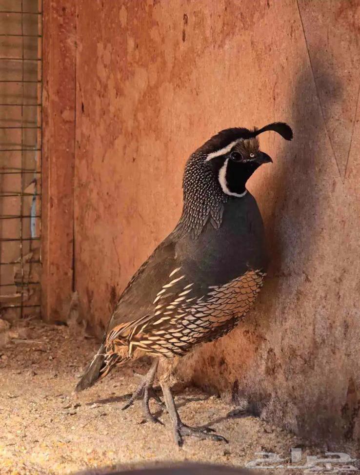 سمان كالفورني64588656771075111