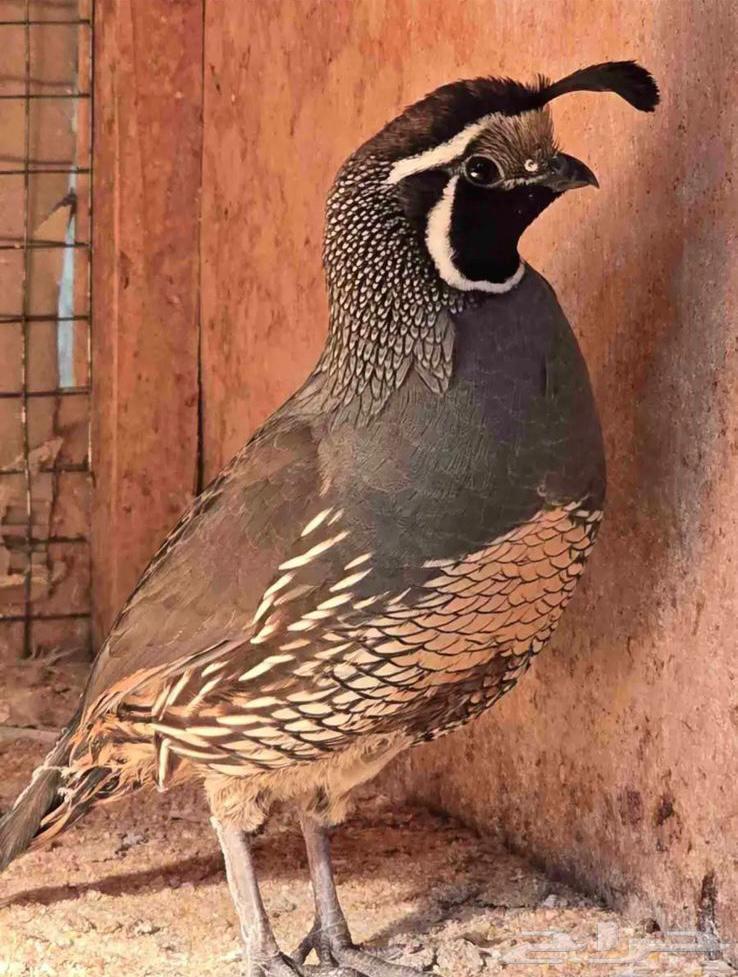 سمان كالفورني64588656771075110