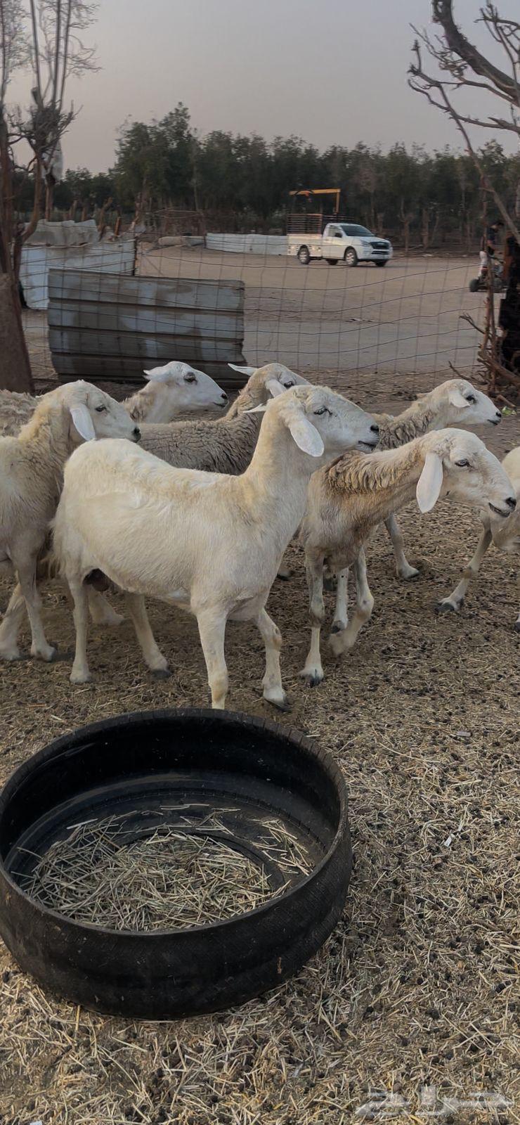 15 ضان حريات بالفحل حرش دفيع كفوو ع 750 لاول زبون64594085523329112