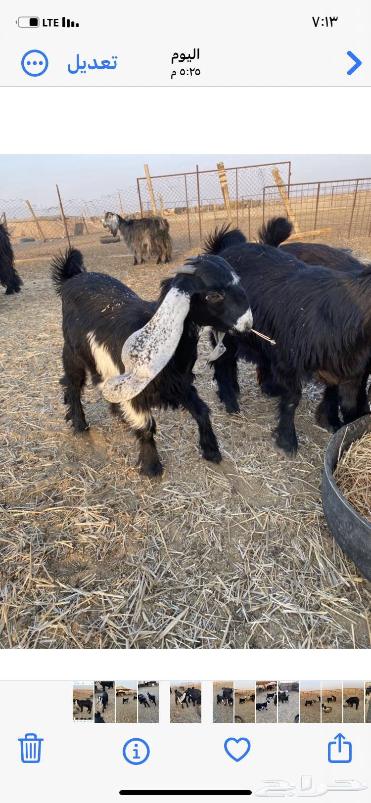 فحل تيس للبيع64592165813634112