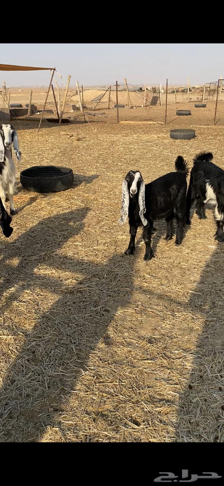 فحل تيس للبيع64592165813634113