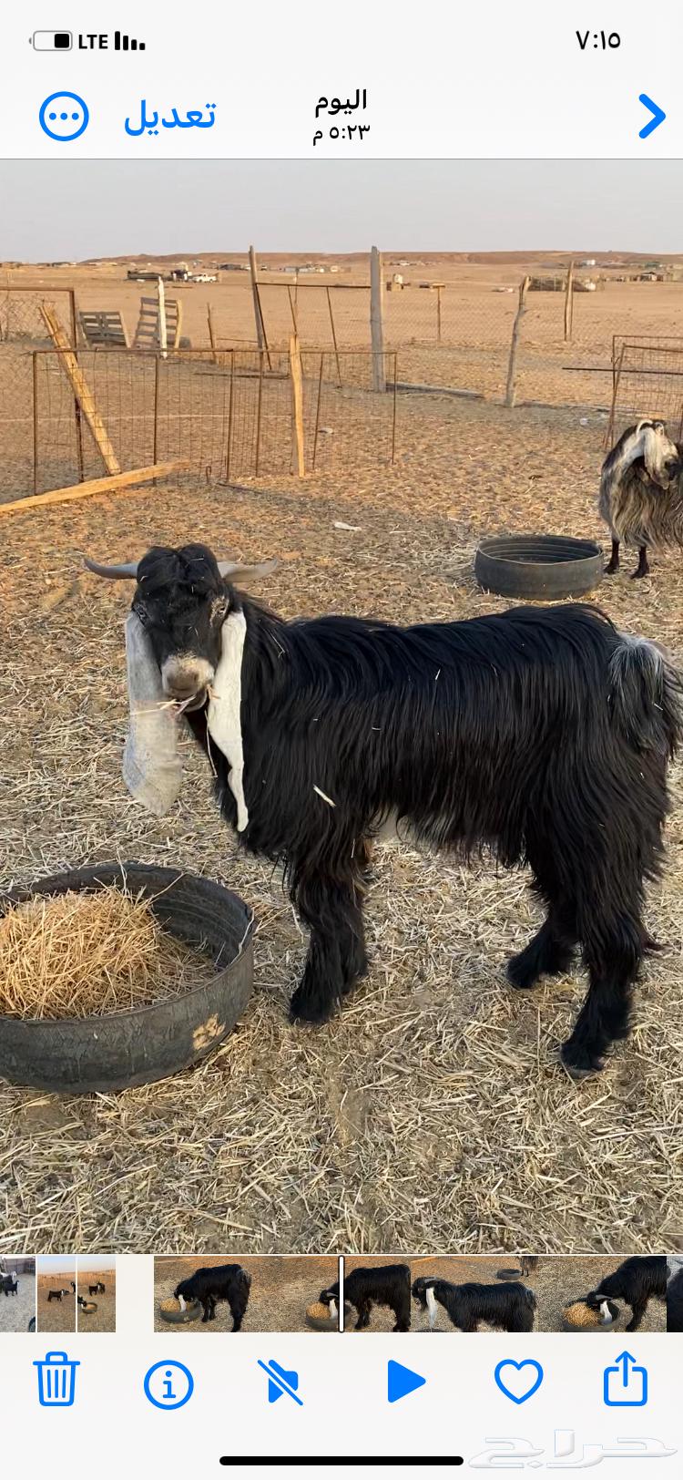 فحل تيس للبيع64592165813634110