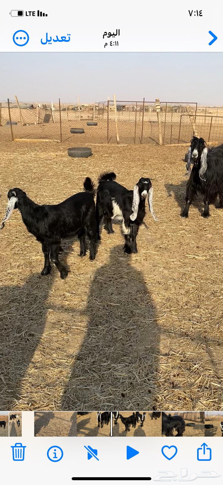 فحل تيس للبيع64592165813634111