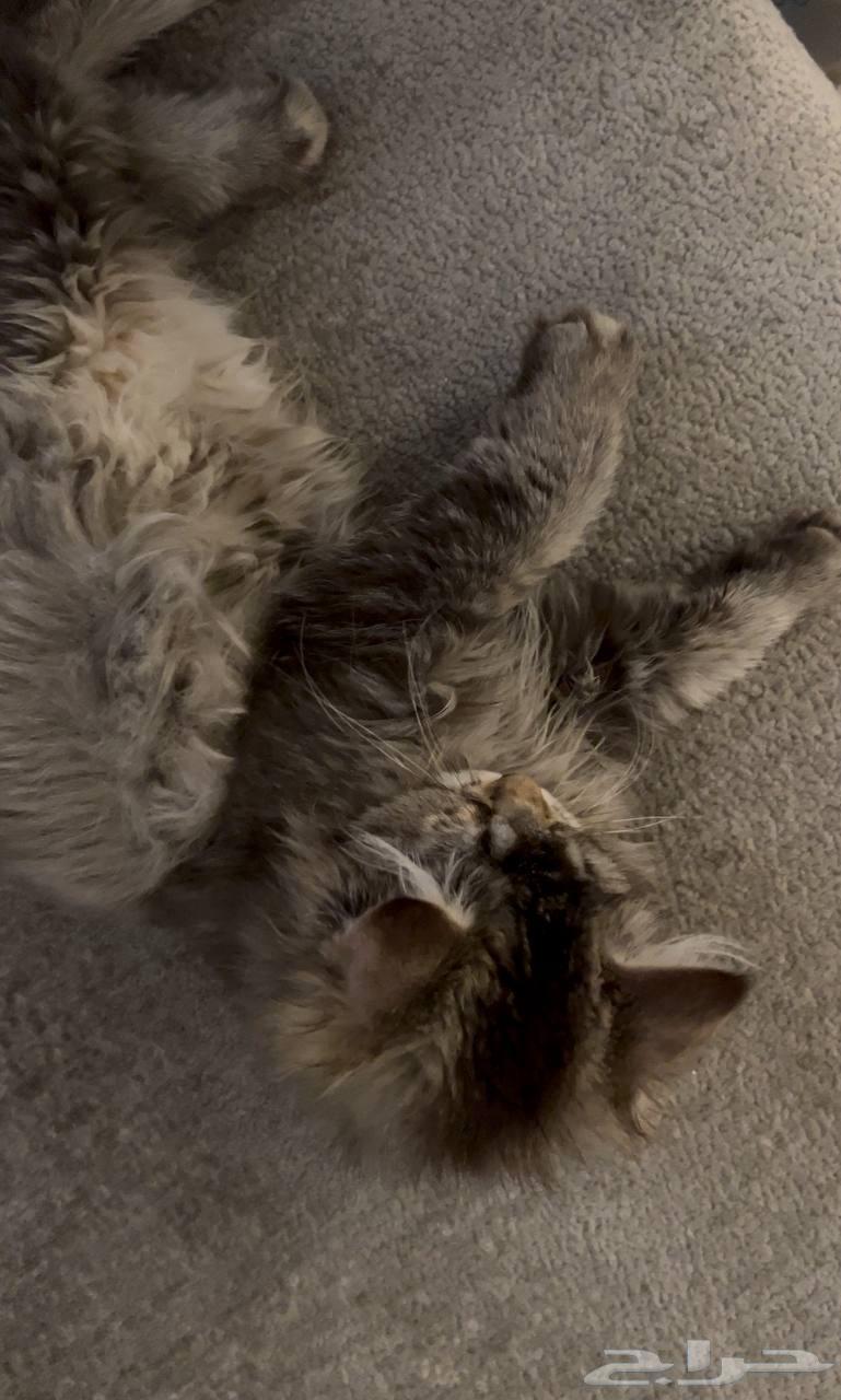 قطه شيرازي للبيع64592106063234112