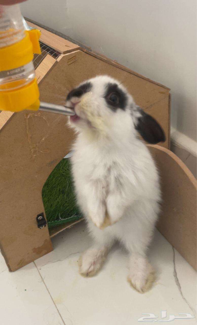 أرنب للبيع64592854006017110