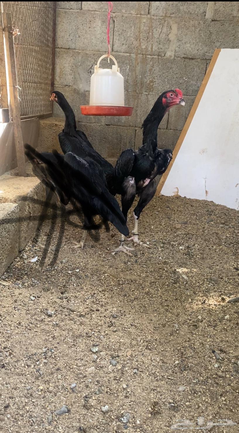 الماني هزاز زوج   تم البيع64591153812738110