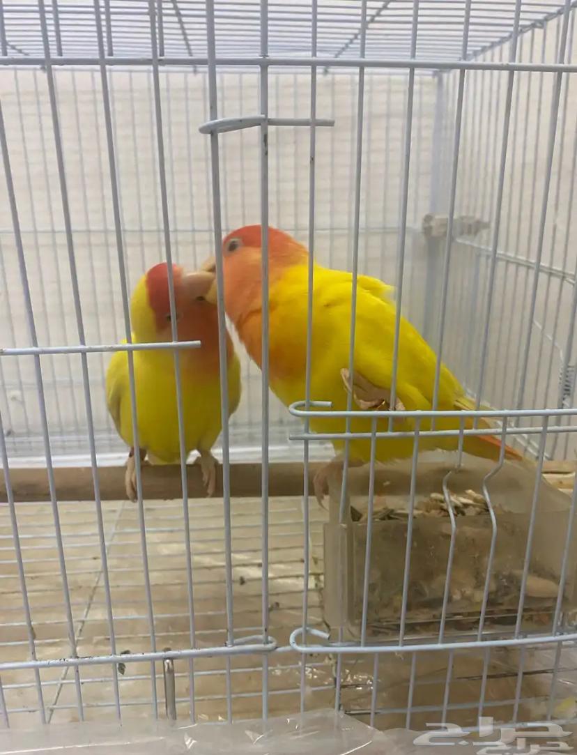 طيور روز للبيع64589438430465110