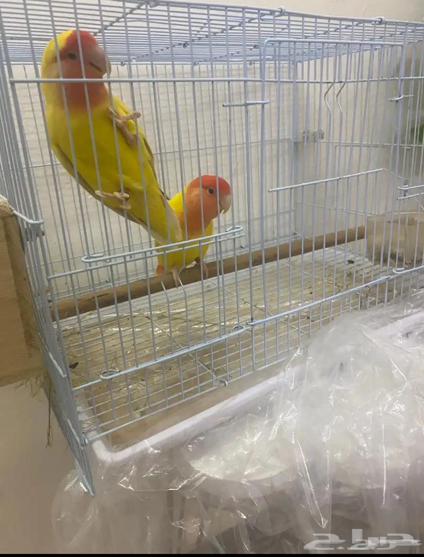 طيور روز للبيع64589438430465111