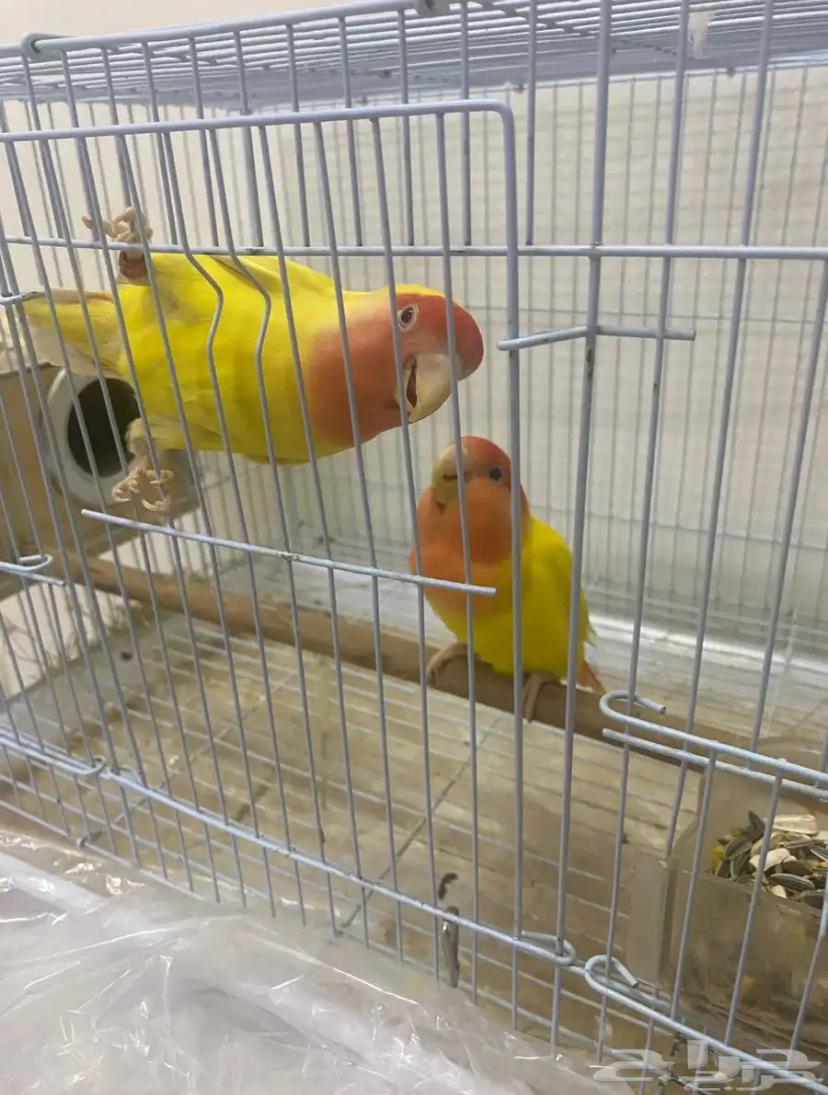 طيور روز للبيع64589438430465112