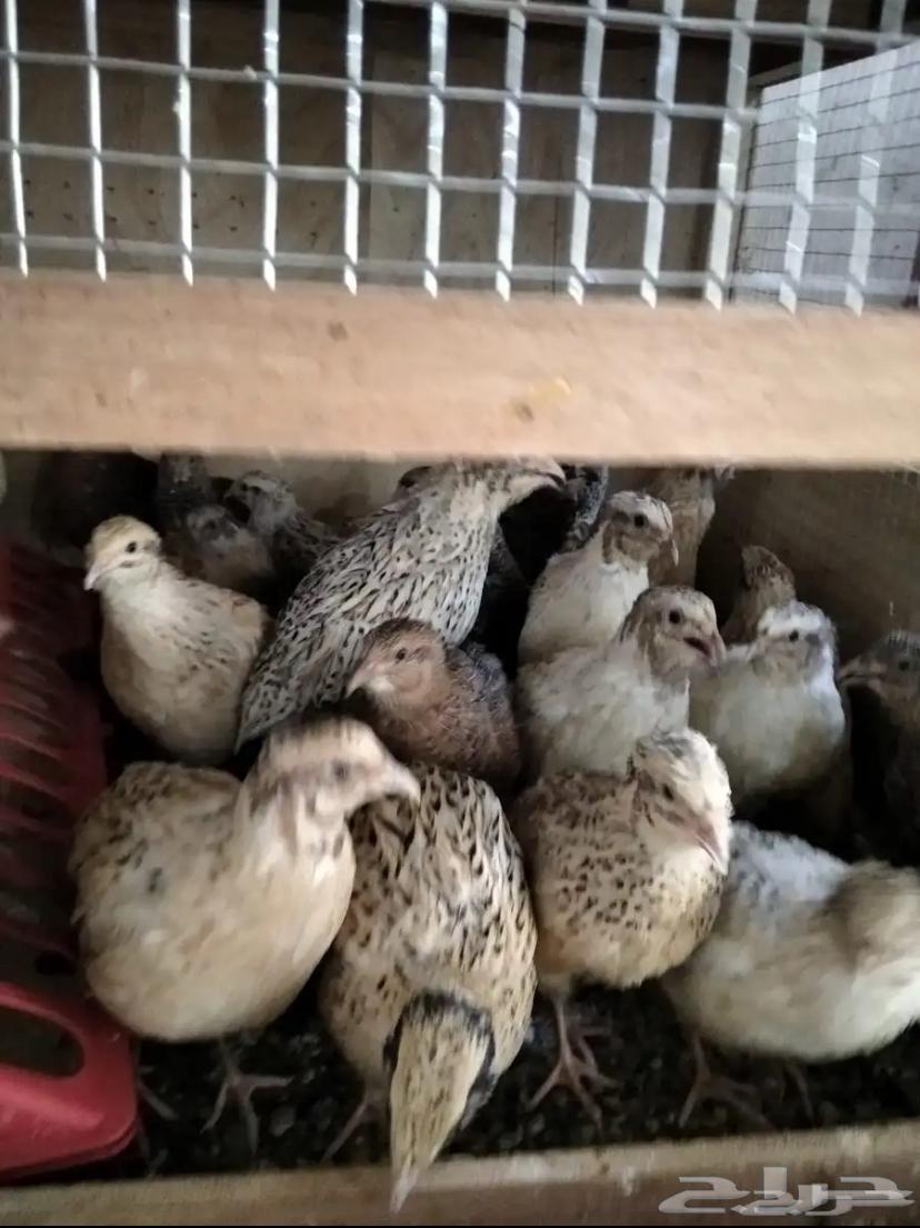 سمان حي للبيع ذكور وإناث64595107923203110