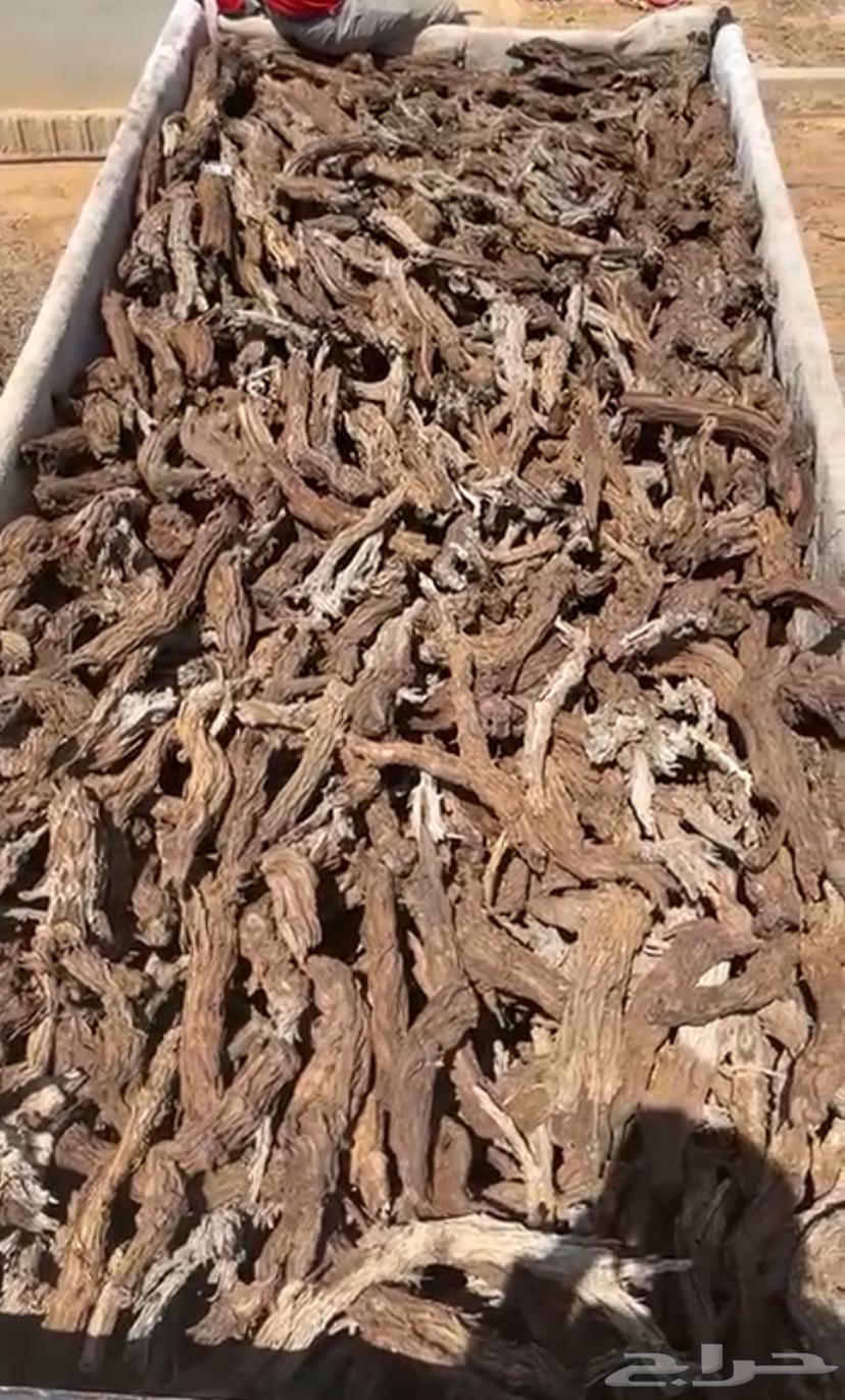 حطب سمر شرط64588594748674110