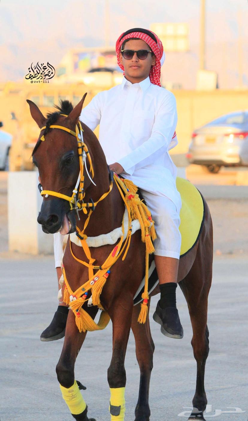 خيل شعبي شيخ64595635659267110