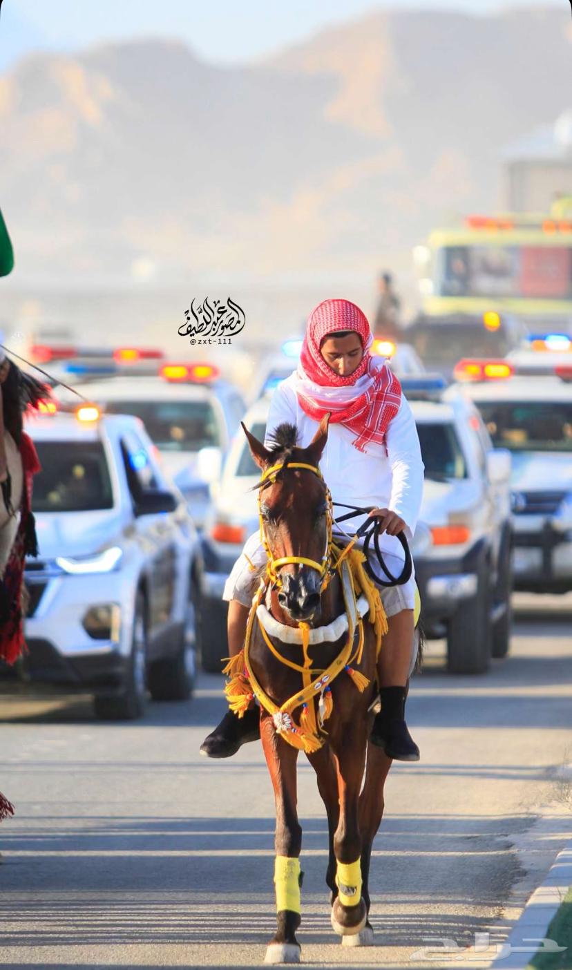 خيل شعبي شيخ64595635659267113