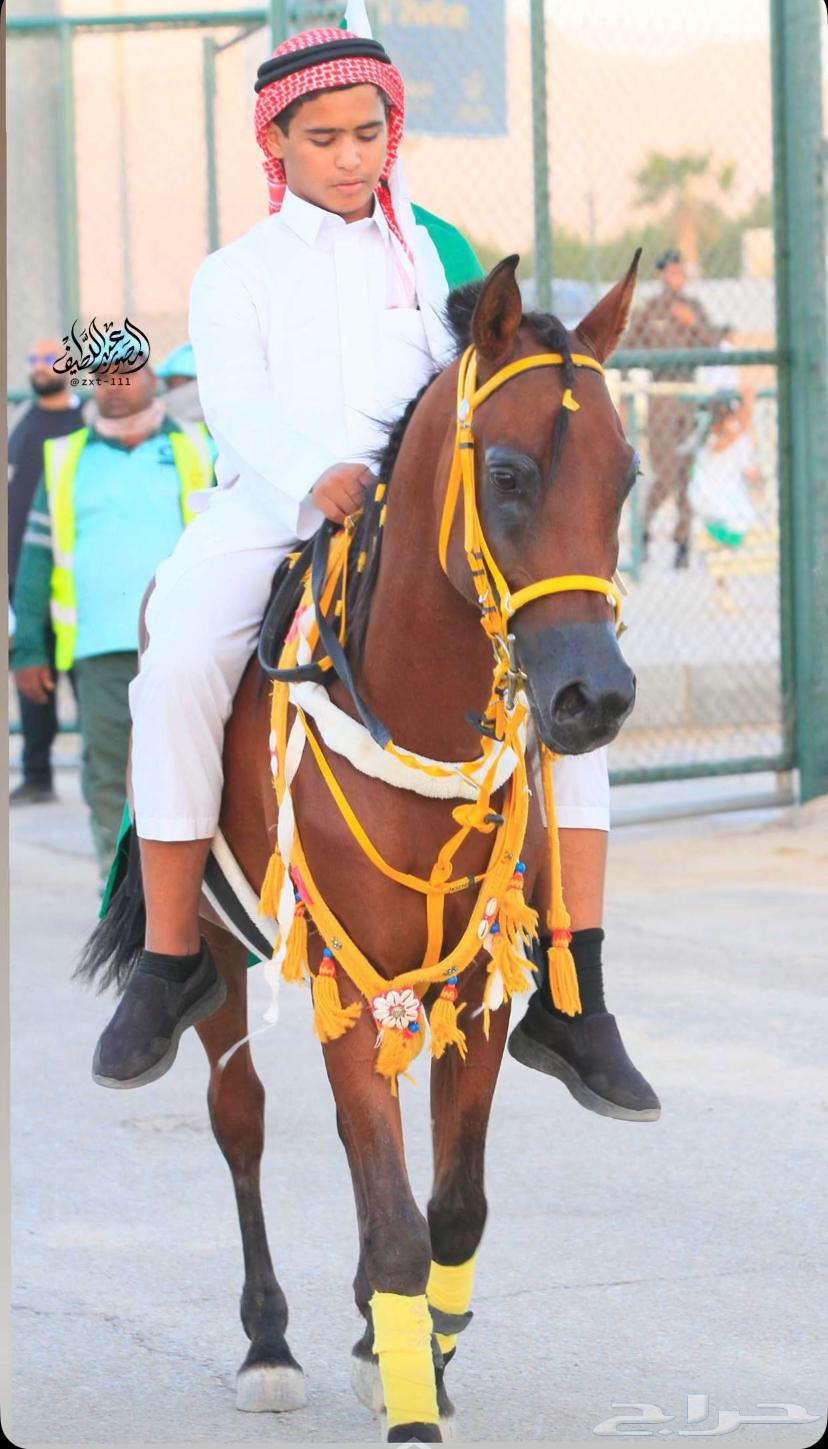 خيل شعبي شيخ64595635659267111