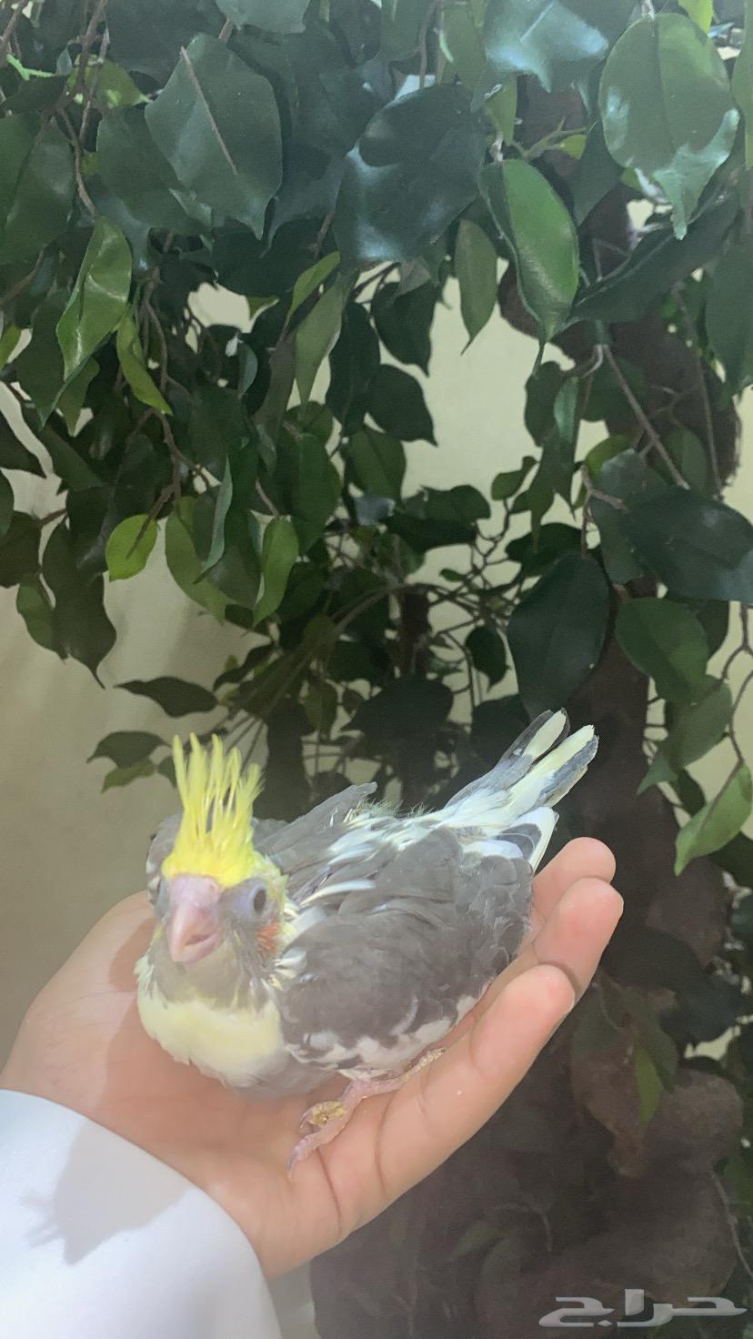 فرخ كروان لاتينو بايد (تم البيع)64595156673281110