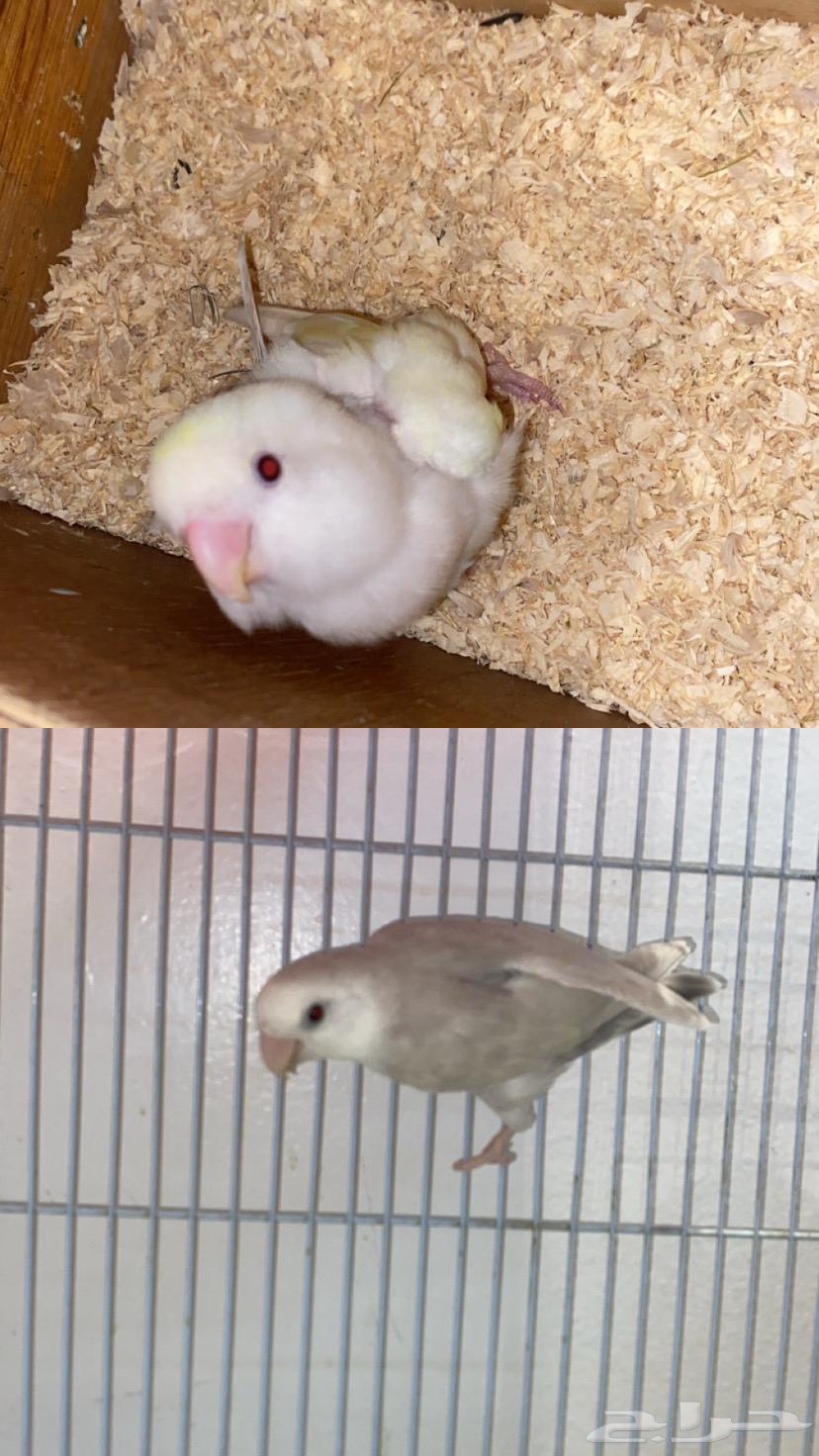 جوز روز64593047178371110