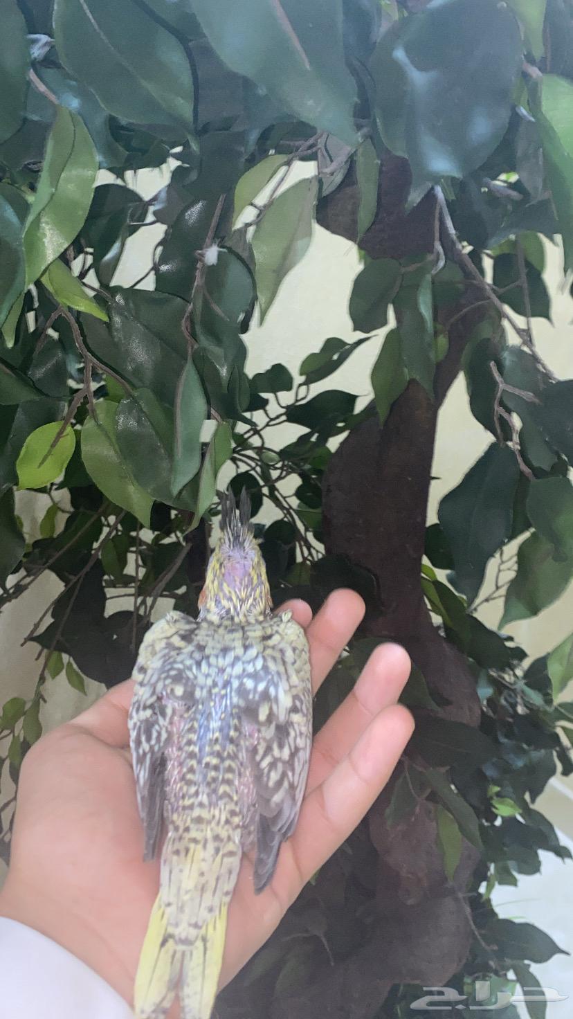 Farkh Crowan Farasha (Sold)64595526125058111