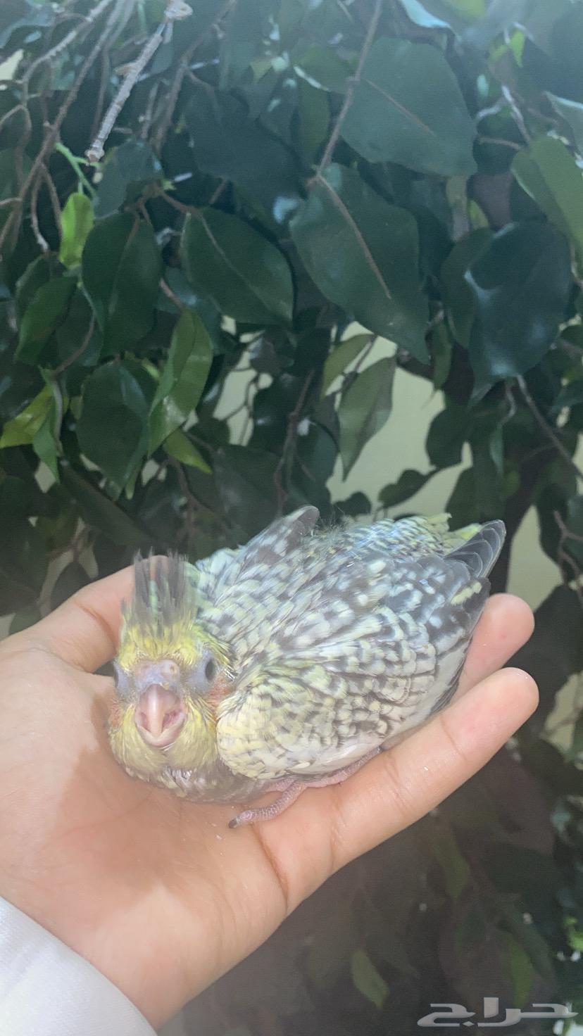 Farkh Crowan Farasha (Sold)64595526125058110