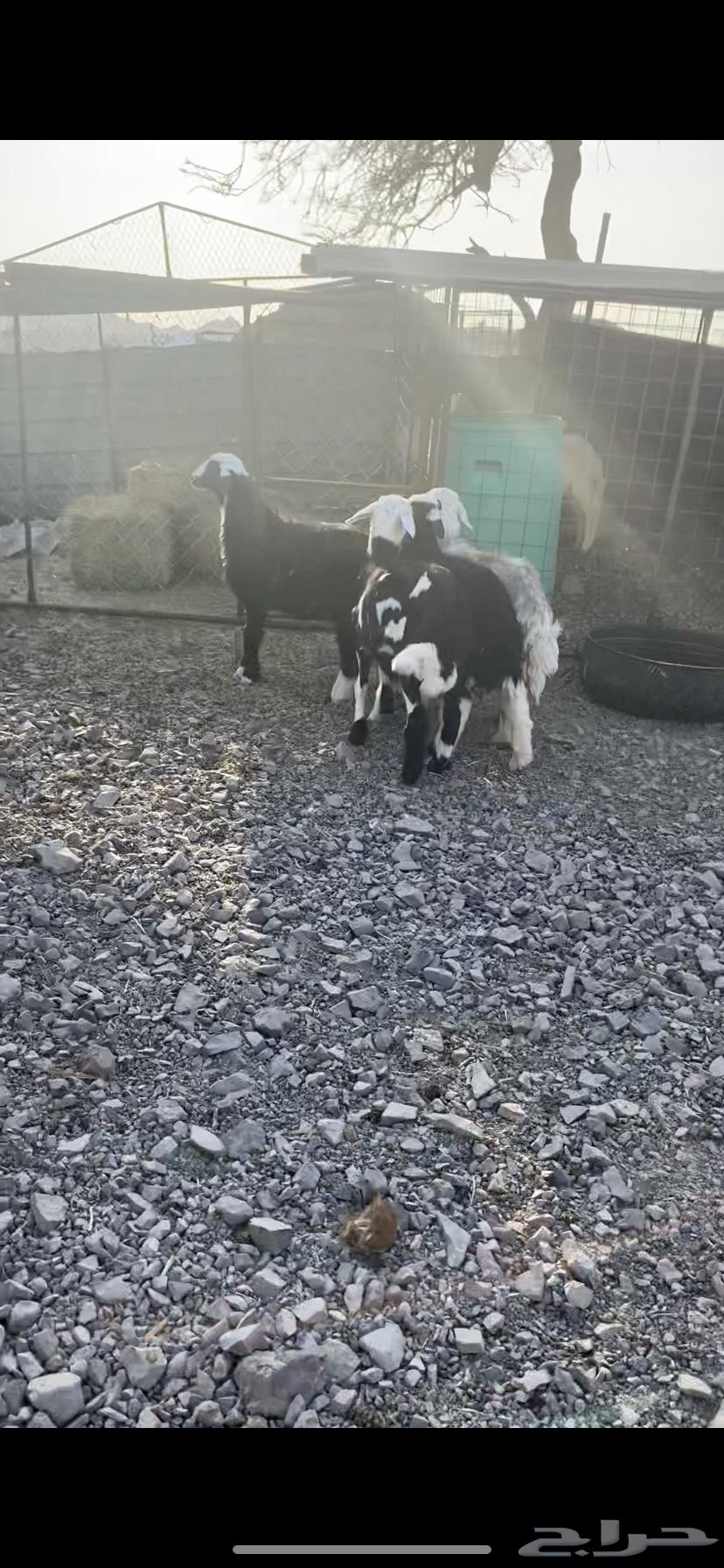 طلي و3 رخال ذبايح نضيفه64594070642051113