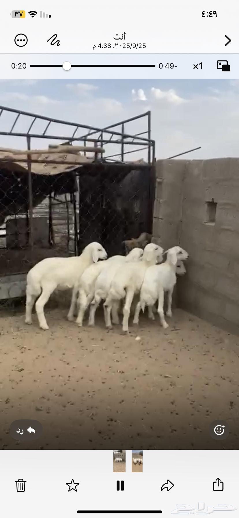 Luxury sheep with one walking side64593011107585111